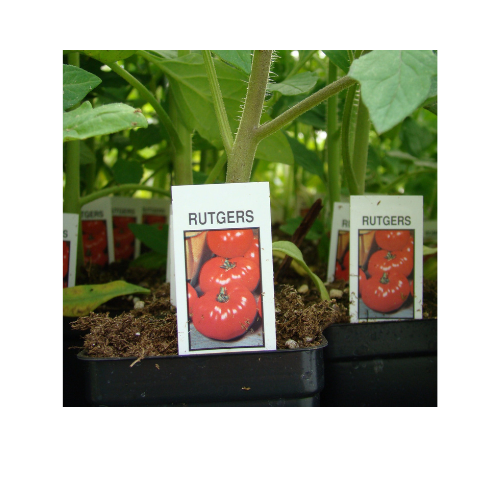 Tomato Plant, Rutgers