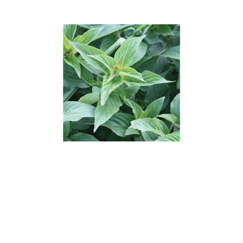 Herb Plant, Sage Pineapple