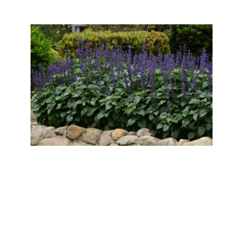 Salvia, Big Blue