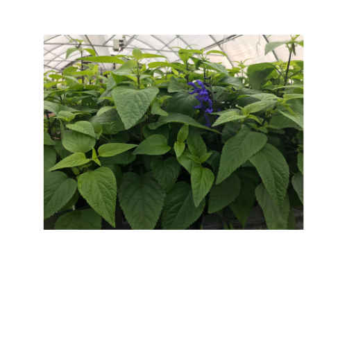 Salvia, Black and Blue