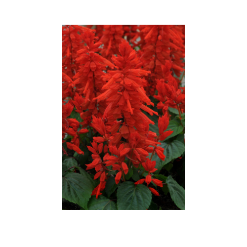 Salvia, Lighthouse Red