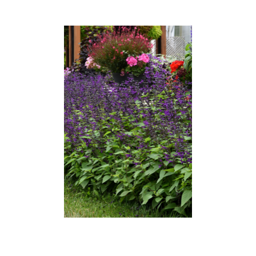 Salvia, Purple and Bloom