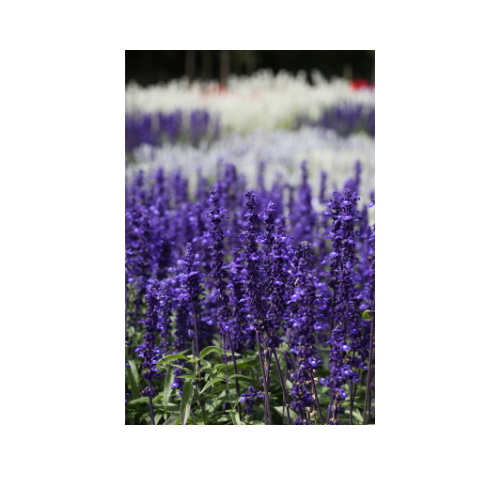 Salvia, Victoria Blue