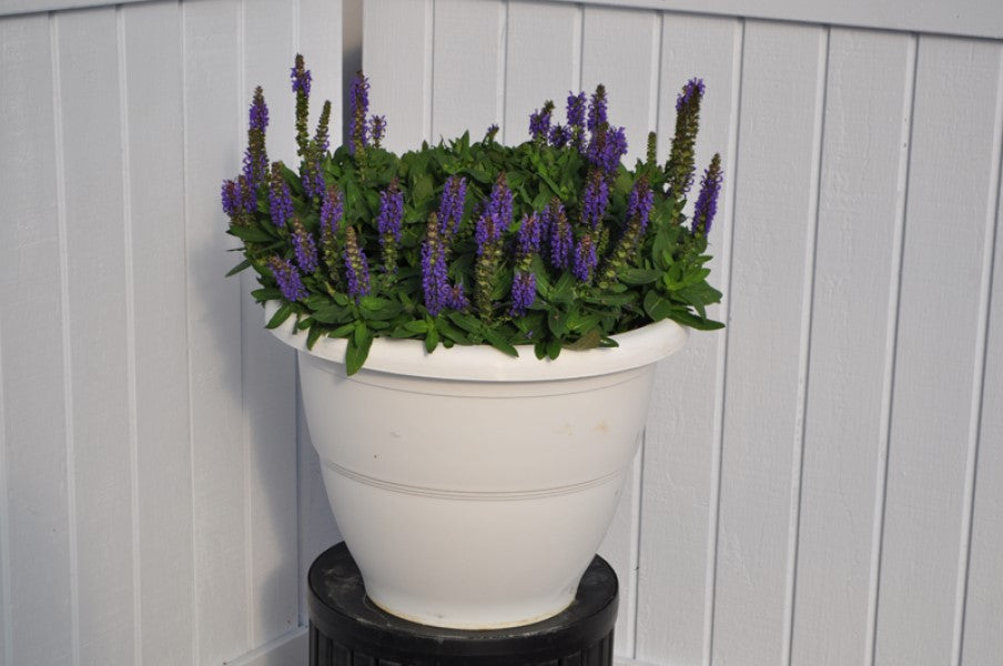 Salvia Swifty® Violet Multiflora