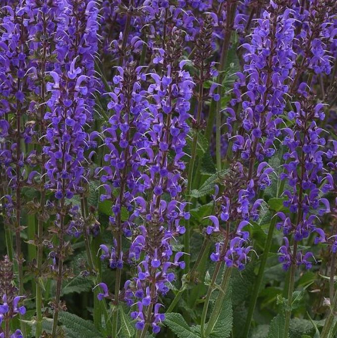 Salvia n. 'Blue By You'