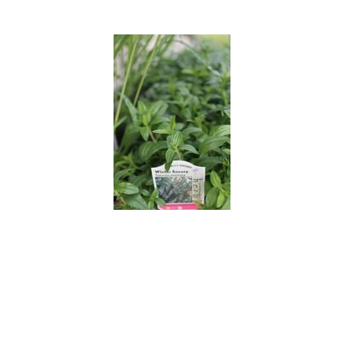 Herb Plant, Savory Winter