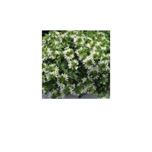 Scaevola, Surdiva White