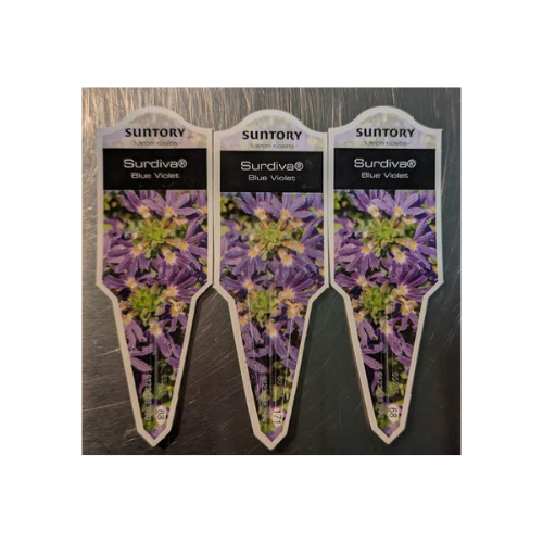 Scaevola, Surdiva Blue Violet