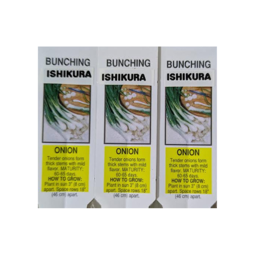 Scallion, Ishikura Bunching