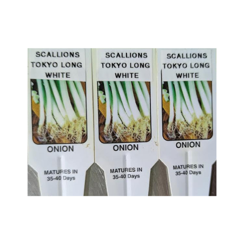 Scallion, Tokyo Long White
