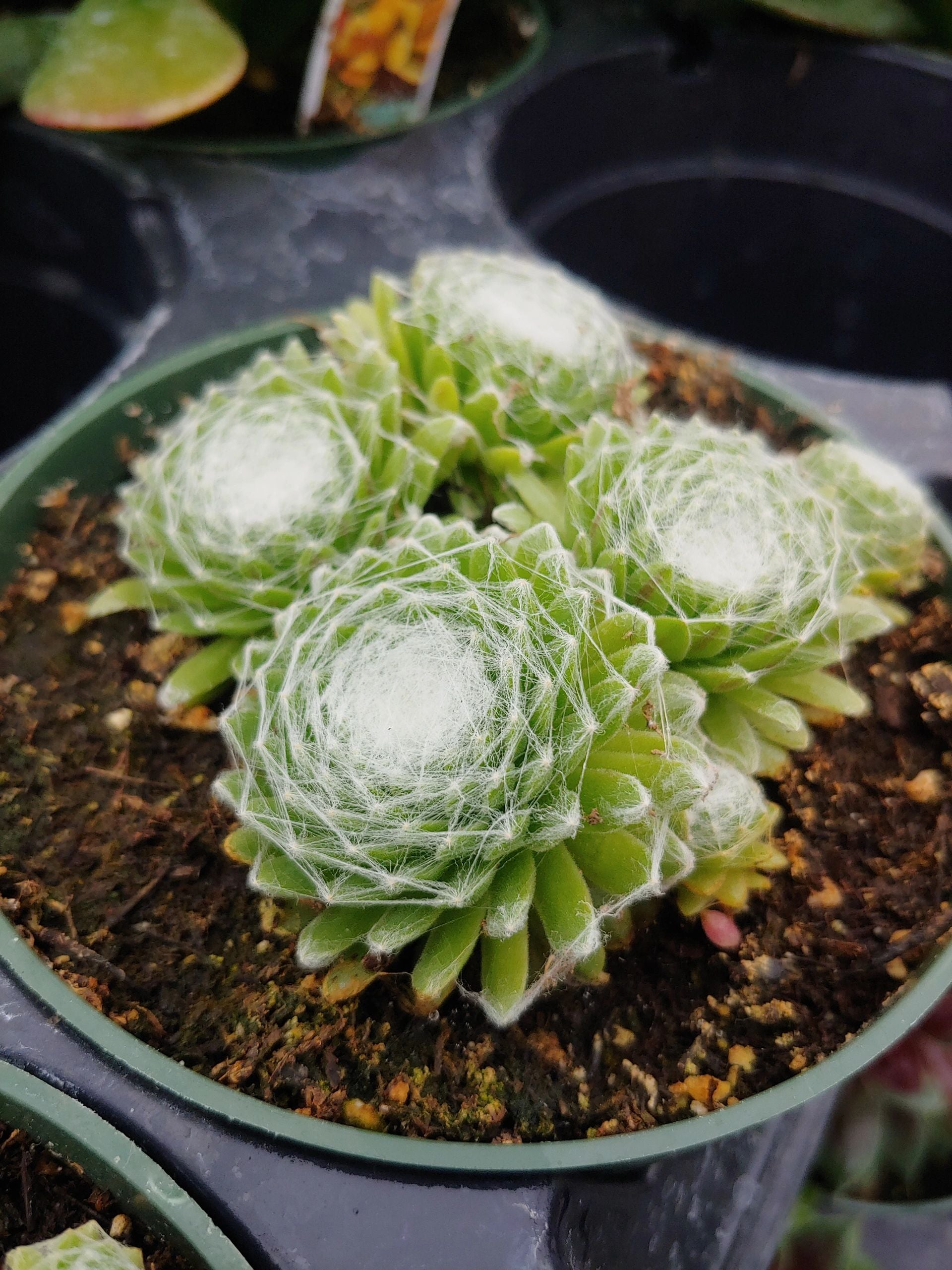 Sempervivum a. 'Cobweb'