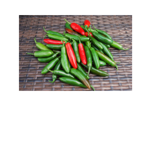 Pepper Plant, Serrano