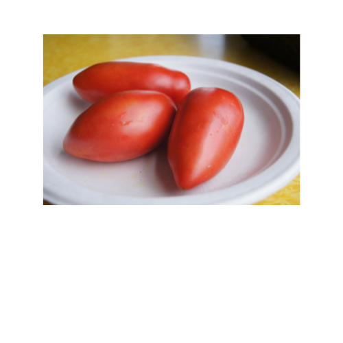 Tomato Plant, Sheboygan