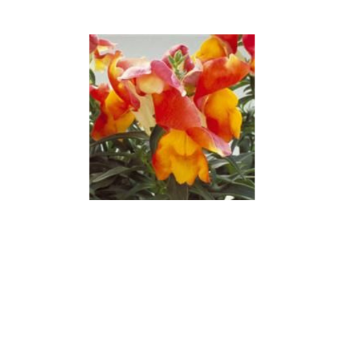 Snapdragon, Floral Showers Bicolor Apricot