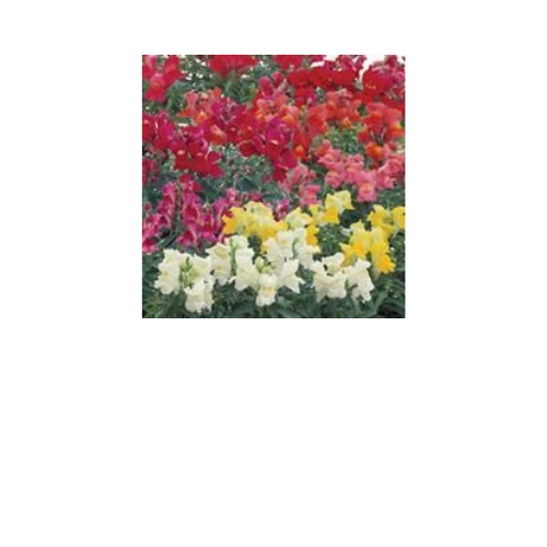 Snapdragon, Floral Showers Complete Mix