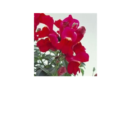 Snapdragon, Floral Showers Complete Purple