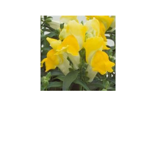 Snapdragon, Floral Showers Complete Yellow