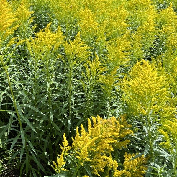Solidago 'Crown of Rays'