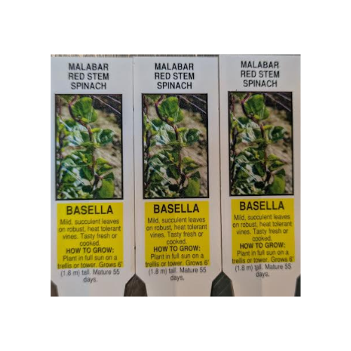 Spinach Ornamental, Malabar Red