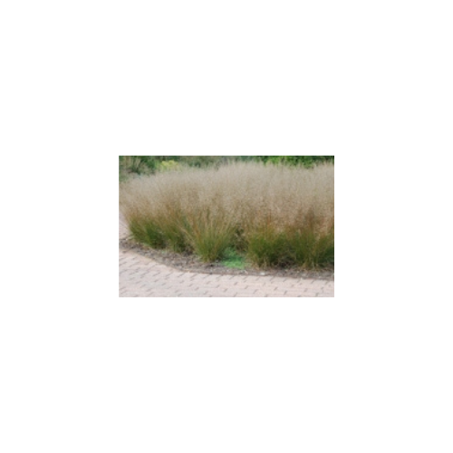 Sporobolus heterolepis 'Tara'