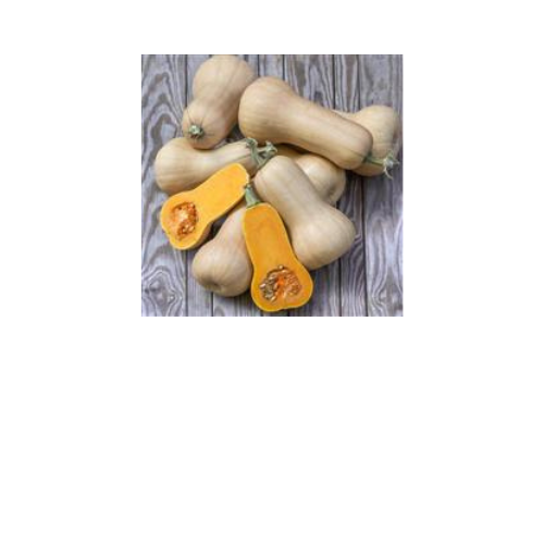 Squash, Butternut