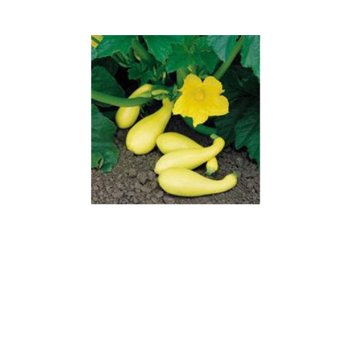 Squash, Yellow Crookneck
