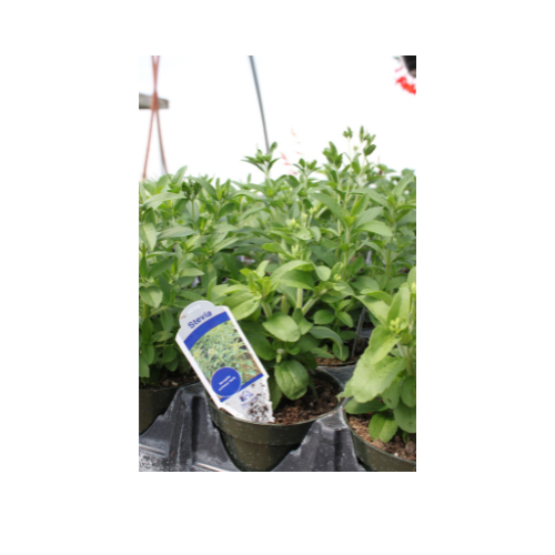 Herb Plant, Stevia rebaudiana