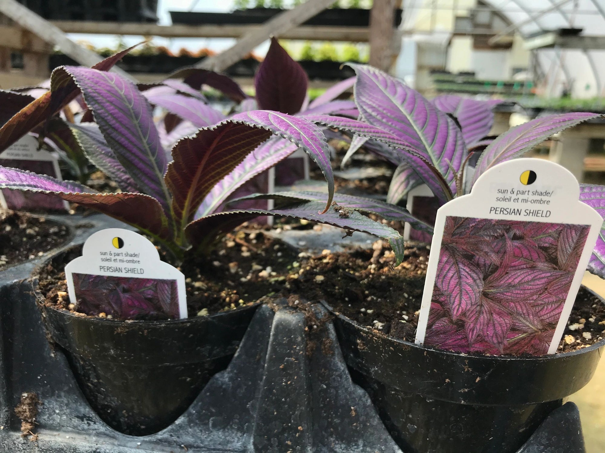 Strobilanthes, Persian Shield