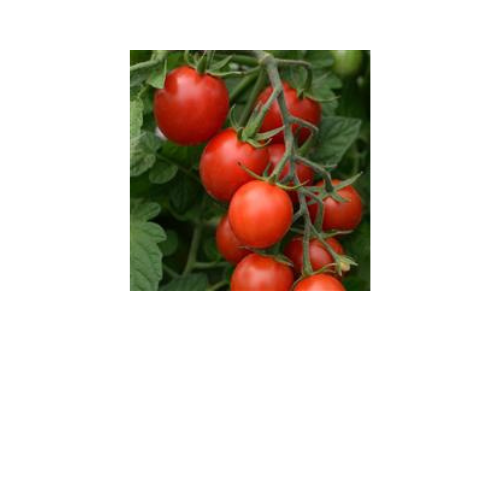 Tomato plant, Sugar Rush