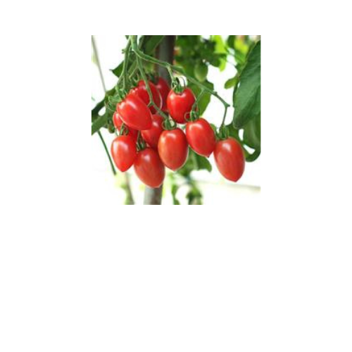 Tomato Plant, Sugary