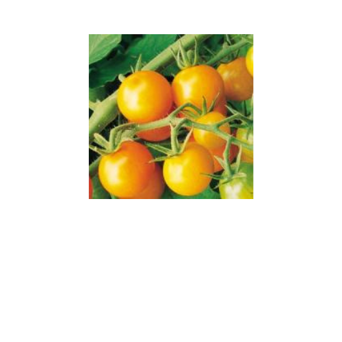 Tomato Plant, Sungold