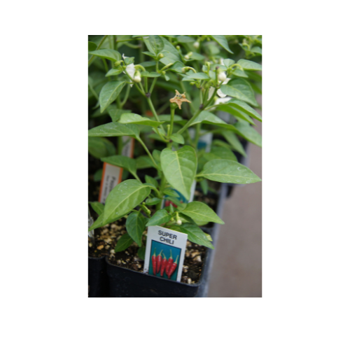 Pepper Plant, Super Chili