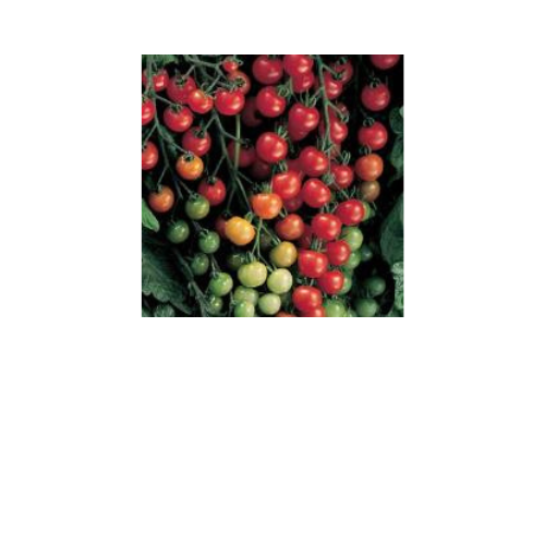 Tomato Plant, Super Sweet 100