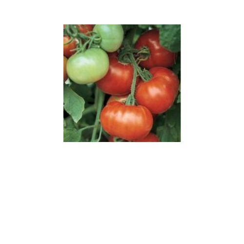 Tomato Plant, Super Fantastic