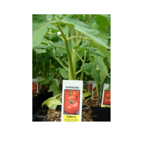 Tomato Plant, Supersonic