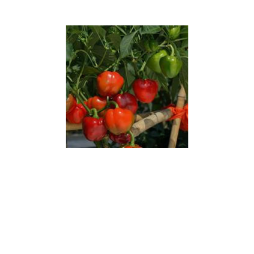 Pepper Plant, Sweetie Pie