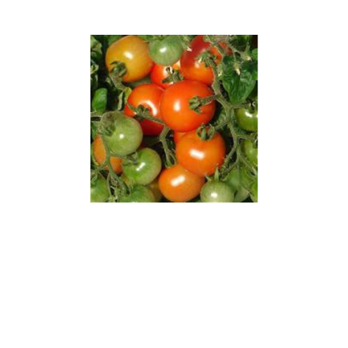 Tomato Plant, Sweet n' Neat Scarlet