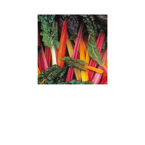 Swiss Chard, Bright Lights