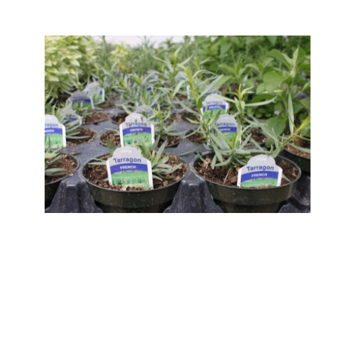 Herb Plant, Tarragon French (Artemsia dracunculus)