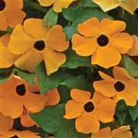 Thunbergia, Susie Orange w/Eye