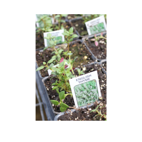 Herb Plant, Thyme English