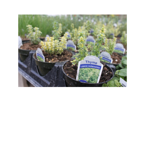 Herb Plant, Thyme variegated Lemon