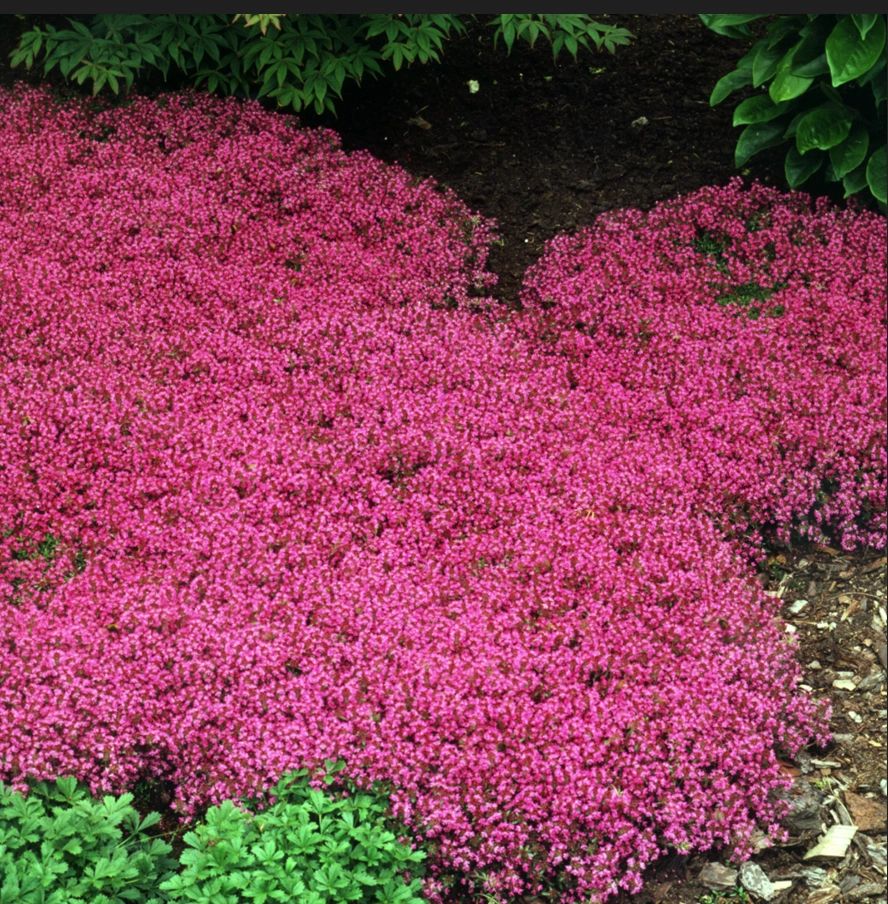 Thymus praecox 'Coccineus'
