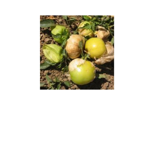 Tomatillos, Toma Verde