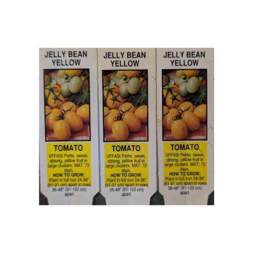 Tomato Plant, Jelly Bean Yellow