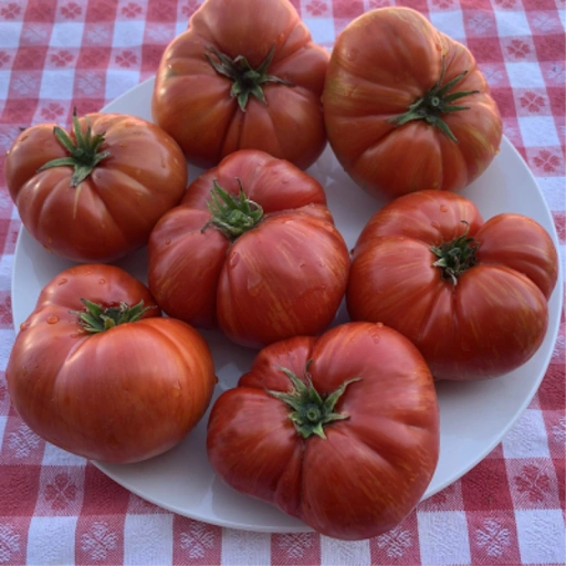Tomato Plant, Dwarf Hannah's Prize