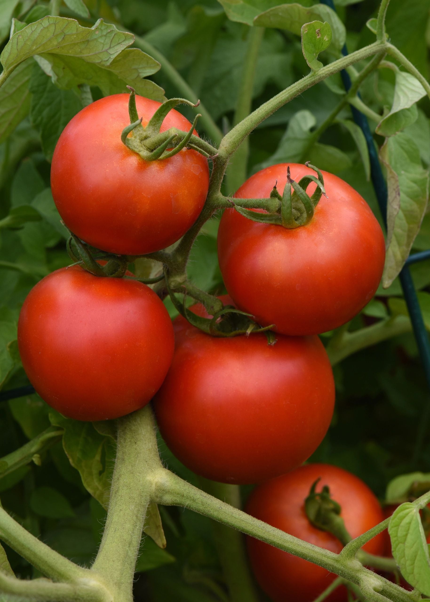 Tomato Plant, Early Girl