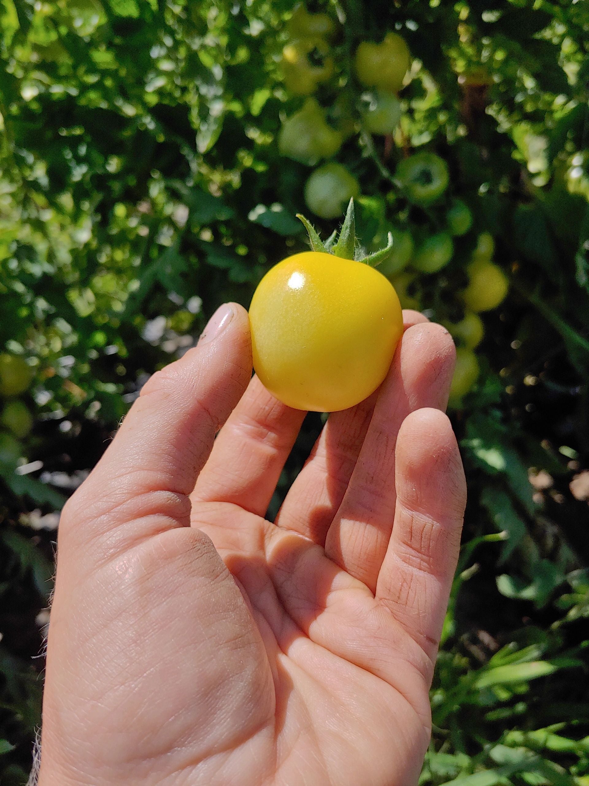 Tomato Plant, Italian Ice
