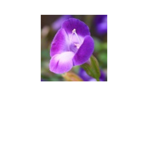 Torenia, Summer Wave Bouquet Deep Blue