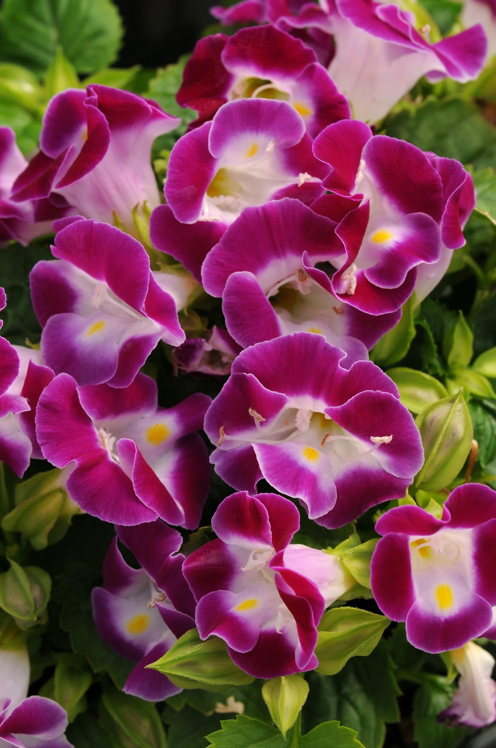 Torenia, Kauai Magenta